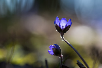 Image showing Blue Anemones in backlight