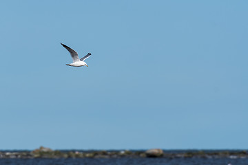 Image showing Seagull flying along the coastline