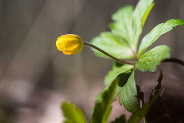 Image showing Yellow Anemone bud close up