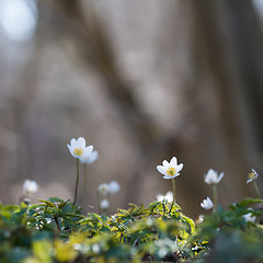 Image showing Focus on one blossom windflower 