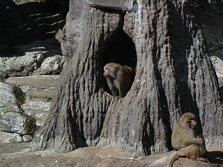 Image showing monkey