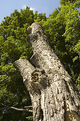 Image showing Dead tree