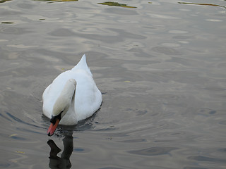 Image showing white swan on a lake