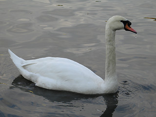 Image showing white swan on a lake