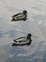 Image showing male ducks on a lake