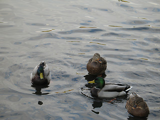 Image showing ducks on a lake