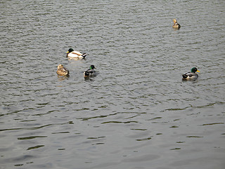 Image showing duck family on a lake