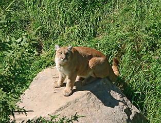 Image showing Cougar on a rock