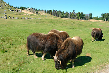 Image showing Musk oxen (Ovibos moschatus)