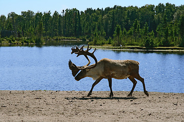 Image showing Woodland caribou