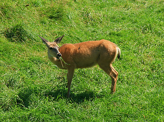 Image showing White-tailed deer eating grass