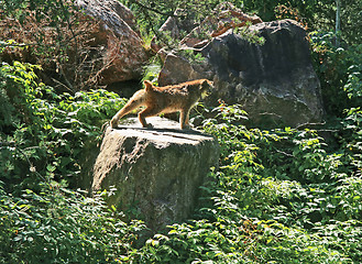 Image showing Lynx stretching on a rock