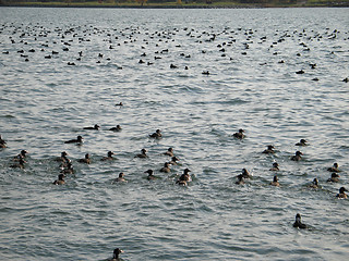 Image showing crowd of wild ducks on the ocean