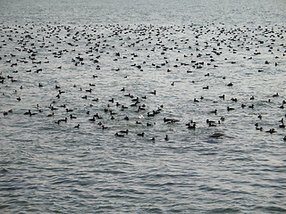Image showing crowd of wild ducks on the ocean