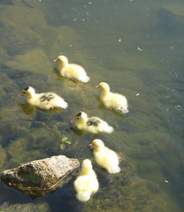 Image showing baby ducks swimming on a lake