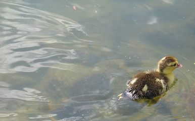 Image showing baby duck swimming on a lake