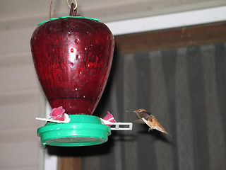 Image showing hummingbird drinking out of a feeder