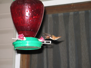 Image showing hummingbird drinking out of a feeder