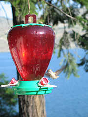 Image showing hummingbird drinking out of a feeder