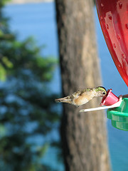 Image showing hummingbird drinking out of a feeder