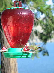 Image showing hummingbird drinking out of a feeder