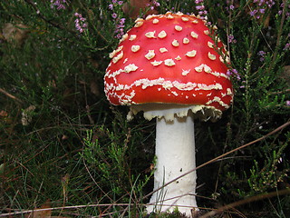 Image showing DeathCap