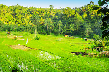 Image showing Lush green rice field or paddy in Bali