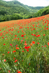 Image showing poppy field