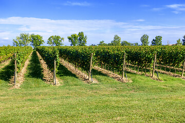 Image showing typical vineyard in northern Italy Trentino