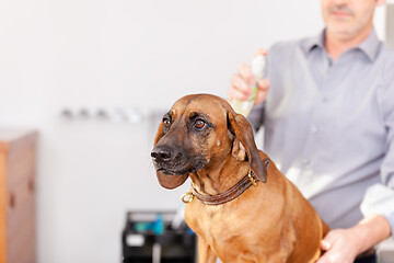 Image showing Bavarian Welding Dog Grooming