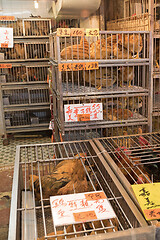 Image showing Poultry Cages