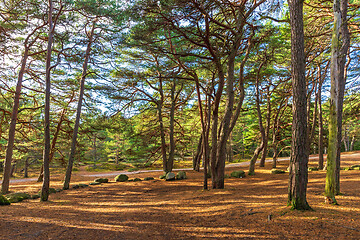 Image showing Wood in Norway