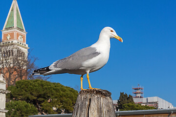 Image showing Seagull Bird Venice