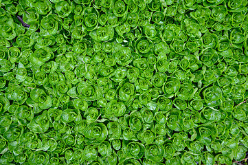 Image showing Abstract water plant green leaves background