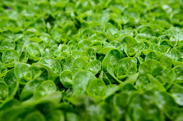 Image showing Abstract water plant green leaves background with shalllow DOF