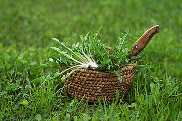 Image showing Dandelion spring lettuce