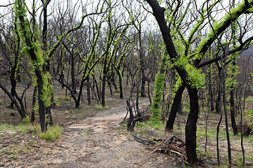 Image showing Fluffy leafed trees regeneration after bush fires