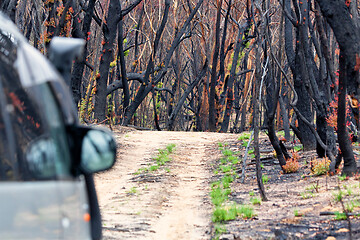 Image showing Driving through burnt bush land after summer fires