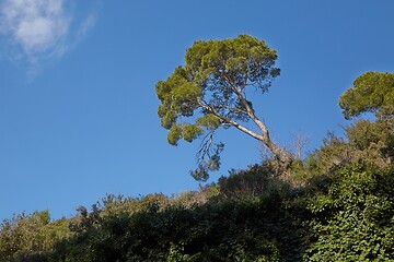 Image showing Leaves of a treetop