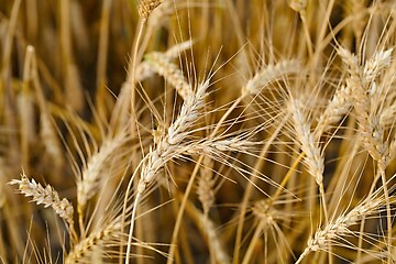 Image showing Wheat field detail