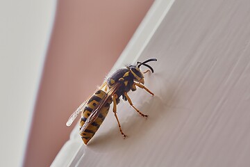 Image showing Wasp on white background