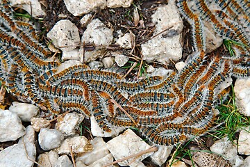 Image showing Caterpillars crawling in swarm