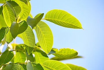 Image showing Green Leaves of Spring