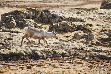 Image showing Reindeer living in Iceland