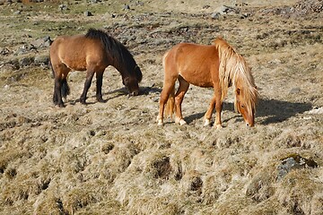 Image showing Horse grazing on a field