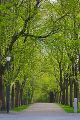 Image showing PArk with line of trees