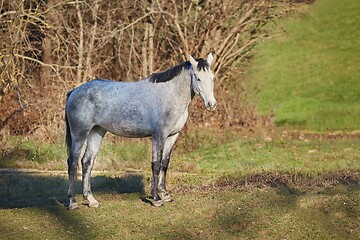 Image showing Horse on a farm field