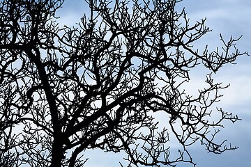 Image showing Bare tree branches