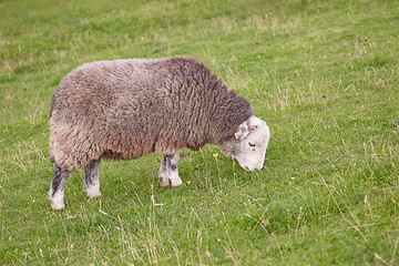 Image showing Ram grazing on a meadow