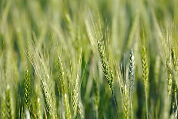 Image showing Wheat field closeup